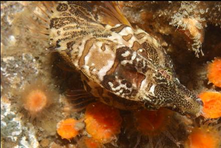 grunt sculpin