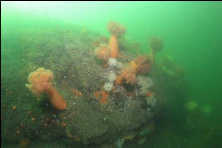 plumose anemones on the wall