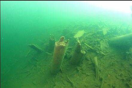 logs or old pilings