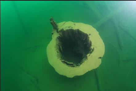 looking down at hollow stump