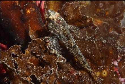 small sculpin on kelp