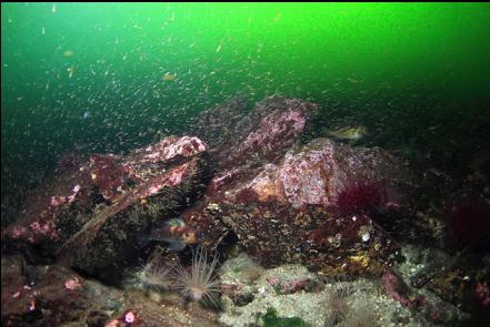 rockfish and school of mysid shrimp