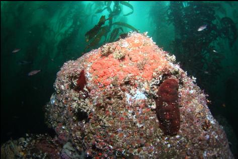 strawberry anemones and gumboot chiton