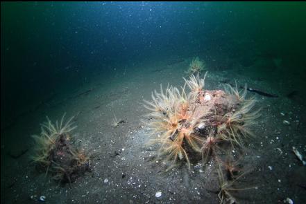 feather stars