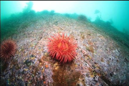 fish-eating anemone