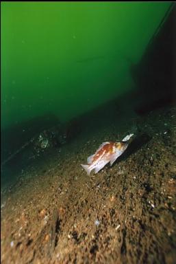 COPPER ROCKFISH