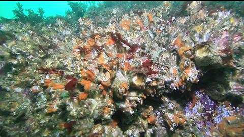 giant barnacles