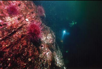 URCHINS ON REEF