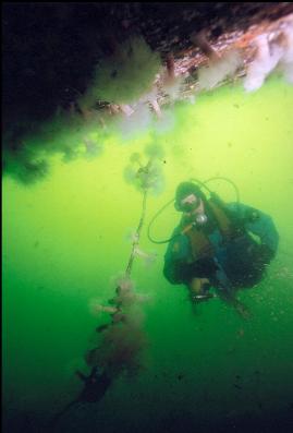 ANEMONES ON CABLE AND HULL