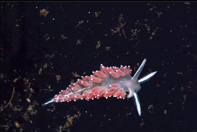 NUIDIBRANCH ON KELP