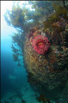 fish-eating anemone