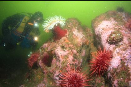 fish-eating anemone and urchins