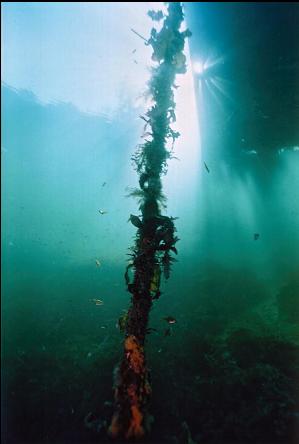 UNDER FLOATING DOCK