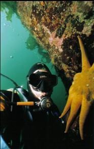 DIVER AND SUNSTAR