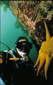 DIVER AND SUNSTAR
