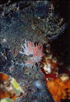 NUDIBRANCH