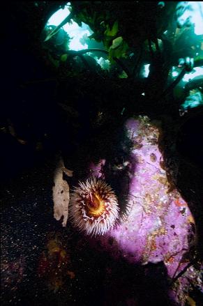 FISH-EATING ANEMONE