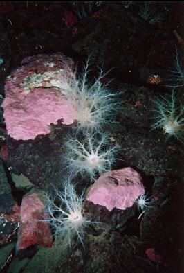 WHITE BURROWING SEA CUCUMBERS