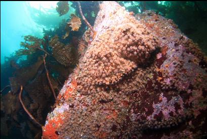 zoanthids