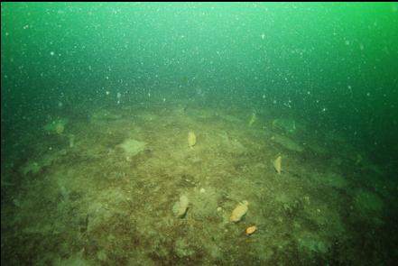 sea pens and silt stirred up by the sealions