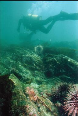 DIVER OVER URCHINS