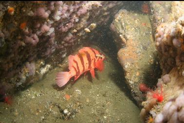 tiger rockfish in crack