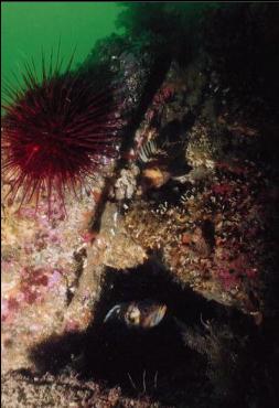 ROCKFISH ON REEF