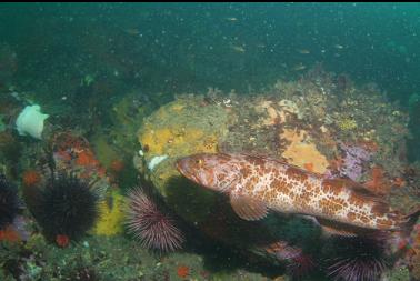 lingcod