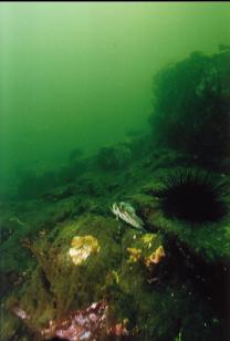 ROCKFISH ON REEF