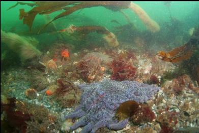 sunflower stars in channel