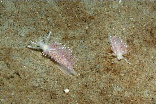 nudibranchs on the sand