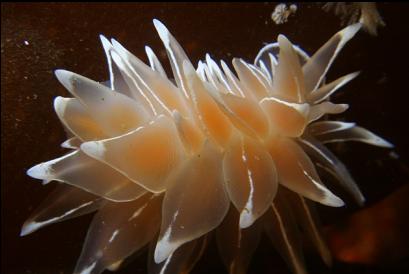 nudibranch