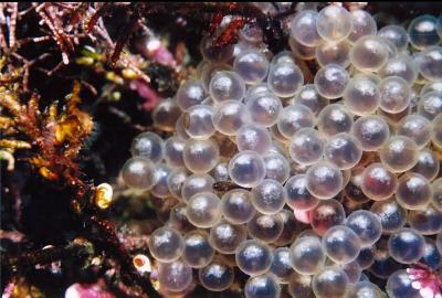 ROCK GREENLING EGGS