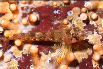 longfin sculpin and zoanthids