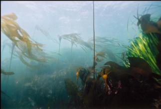 YOUNG KELP IN SHALLOWS