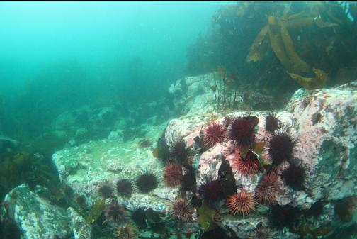 urchins on the rocky slope