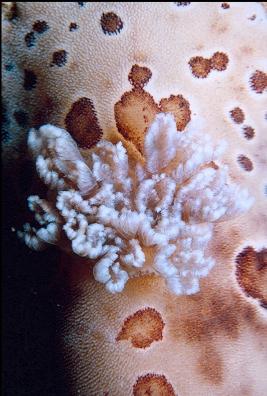 NUDIBRANCH GILLS