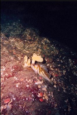 ROCKFISH AND TINY CLOUD SPONGE