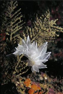 ALABASTER NUDIBRANCH