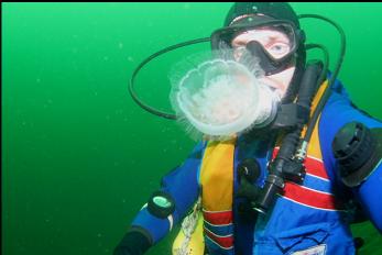 MOON JELLY