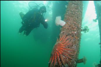 UNDER DOCK