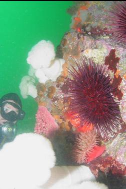 URCHIN AND ANEMONES