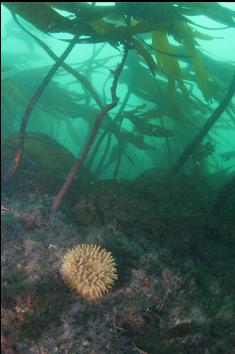 ANEMONE AND KELP