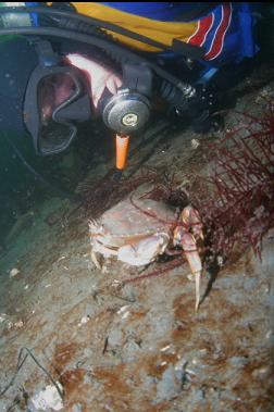 DUNGENESS CRAB ON MUD