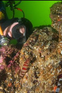 PAINTED GREENLING