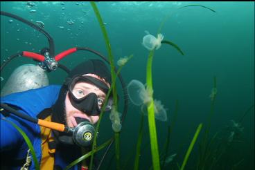 HOODED NUDIBRANCHS ON EELGRASS