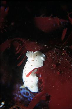 NUDIBRANCH