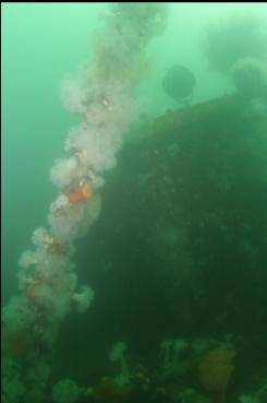 ANEMONES ON PART OF MAST