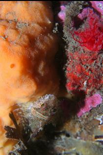 SCULPIN AND SPONGE