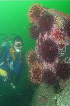 URCHINS ON BOULDER